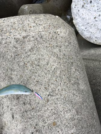 マリンピアでモジャコ