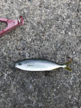 豆アジたくさん、モジャコ少々