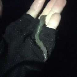 うっすらとバチ抜けてます。