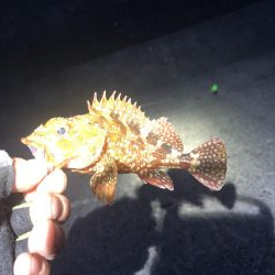 ツバス入れ食い