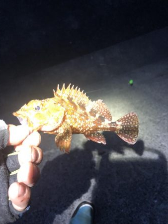 ツバス入れ食い