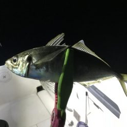 イカメタル バチコン