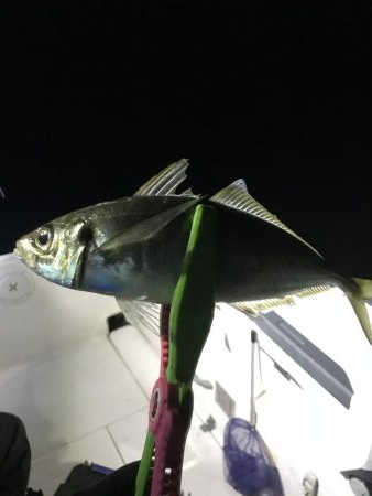 イカメタル バチコン