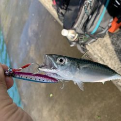 雨上がりライトショアジギング