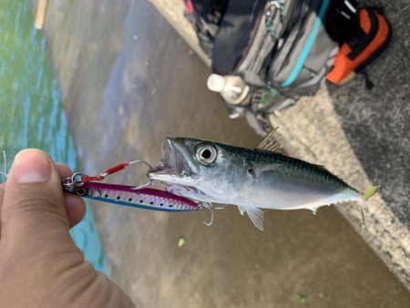 雨上がりライトショアジギング
