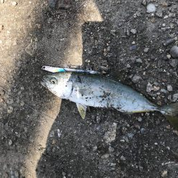 ツバス湧いてます