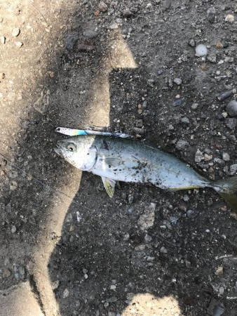 ツバス湧いてます