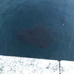 6週連続和歌山遠征してやっとこさ初アオリ！！