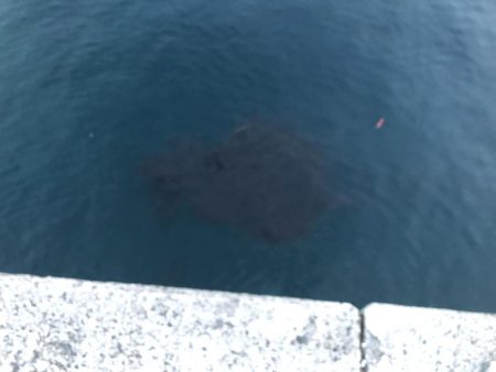 6週連続和歌山遠征してやっとこさ初アオリ！！