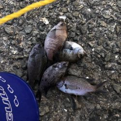 またまたサビキにショアジギング