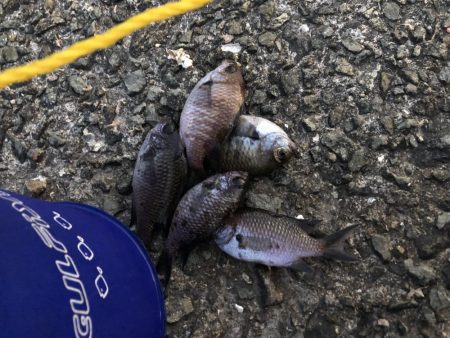 またまたサビキにショアジギング