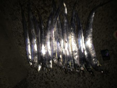 タチウオF3〜4.5本 たくさん釣れた