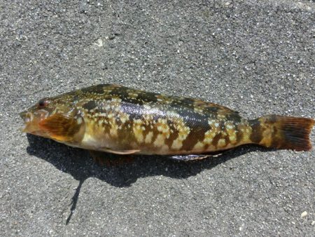 根魚の活性も上がってきました