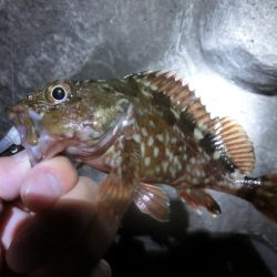 久し振りにライトワインド