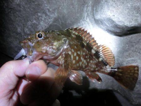 久し振りにライトワインド