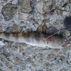 ヒラマサ稚児わく