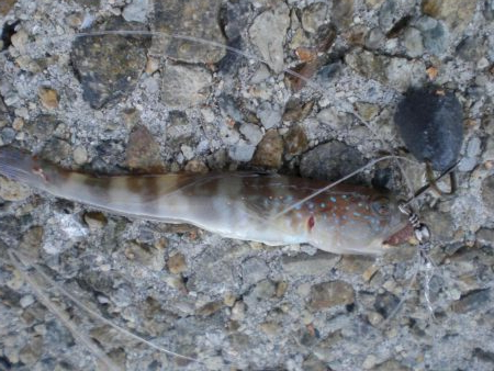 ヒラマサ稚児わく