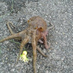 令和最重量のたこ