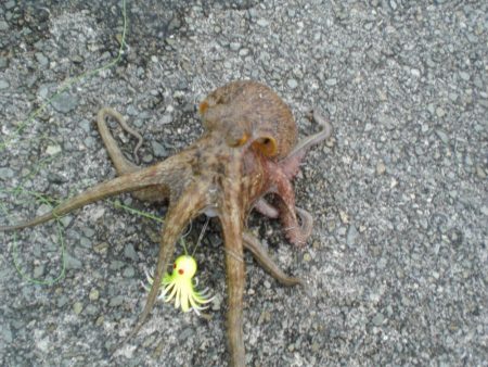 令和最重量のたこ