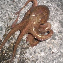 タコ居ました。