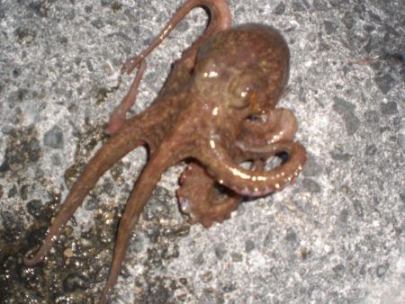 タコ居ました。