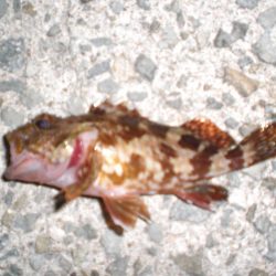 途中でカメラ不調