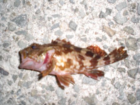 途中でカメラ不調