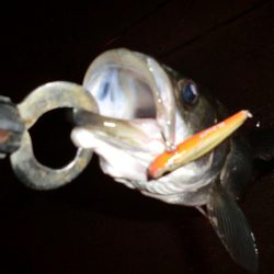 雨と風とシーバス