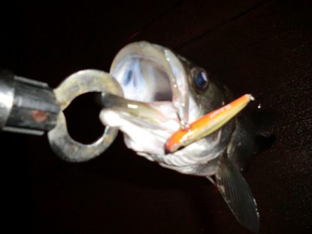 雨と風とシーバス