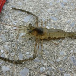 激渋テナガエビ