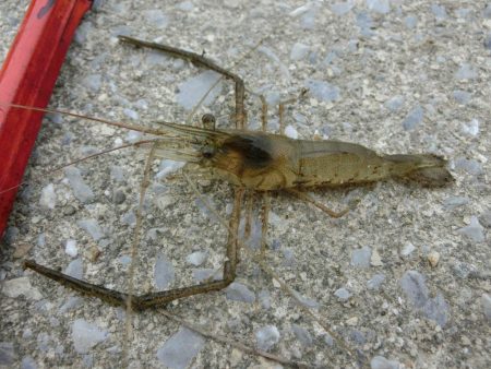 激渋テナガエビ