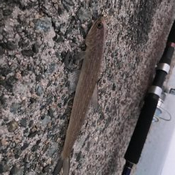 シーバス釣れた！