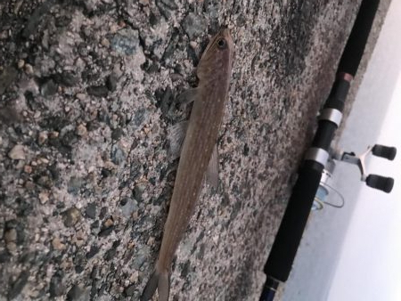 シーバス釣れた！