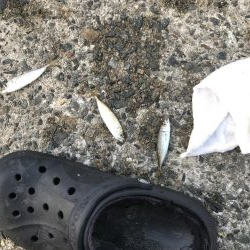 モジャ公とゆかいな仲間たち