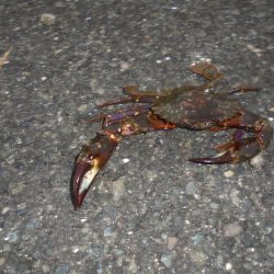 前打ち・カニのみ