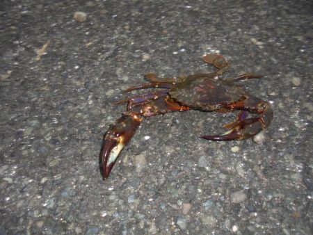 前打ち・カニのみ