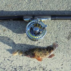 クロダイ遠くギマ登場