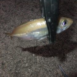 アジング好調キープ