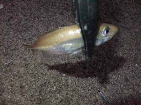 アジング好調キープ