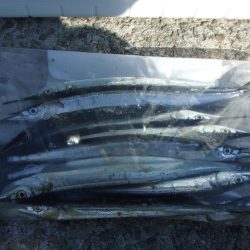 今期初サヨリは良型が連発