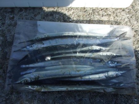 今期初サヨリは良型が連発