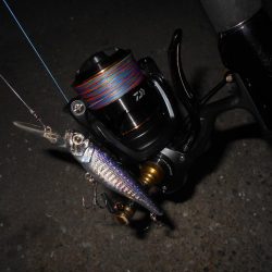 マメに探って1本…