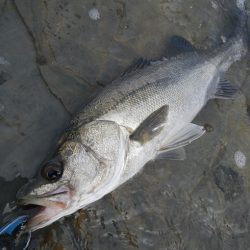 シモリの際から