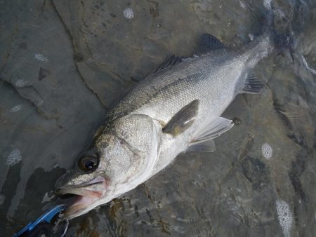 シモリの際から
