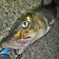 シーバス狙いが