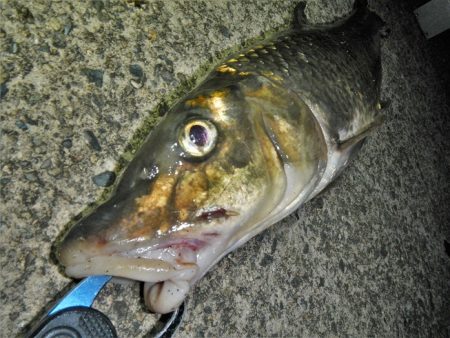 シーバス狙いが