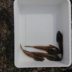 まったりチョイ投げ