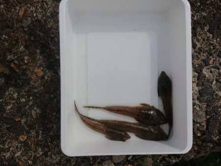 まったりチョイ投げ