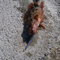 岸壁際のマイクロジギング