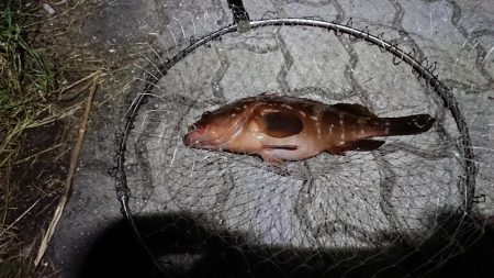 花市場公園でのエビ撒き釣りの釣果